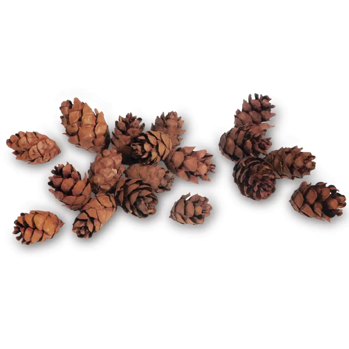 Bulk Hemlock Pine Cones 100 USA Sustainably Sourced Branches and More