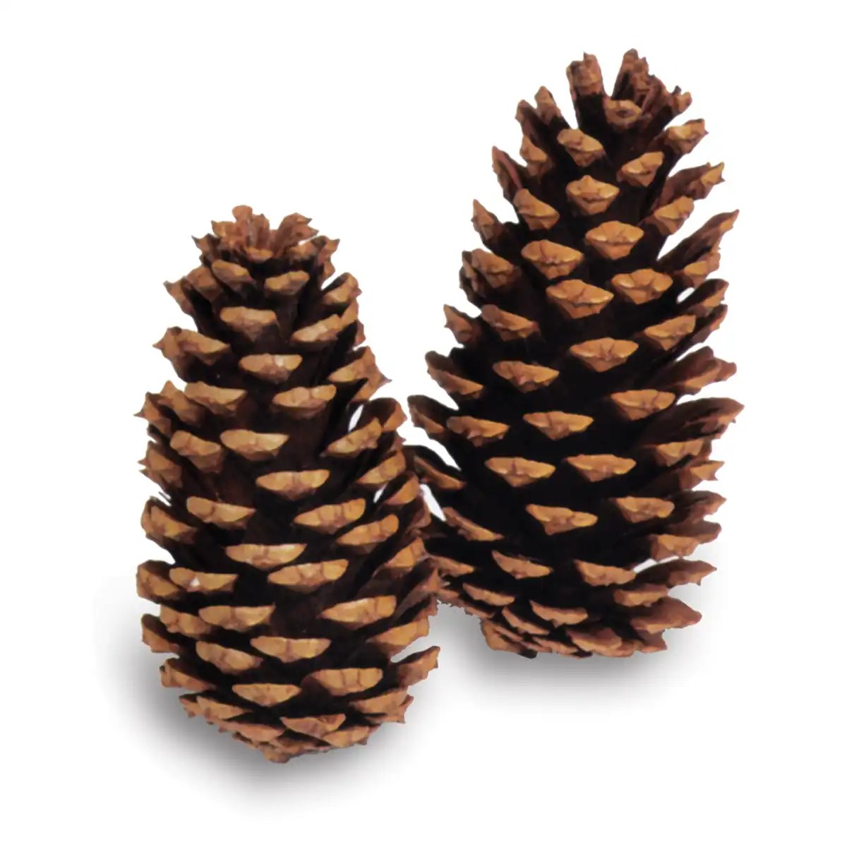 Bulk Loblolly Pine Cones 100 USA Sustainably Sourced Branches and More