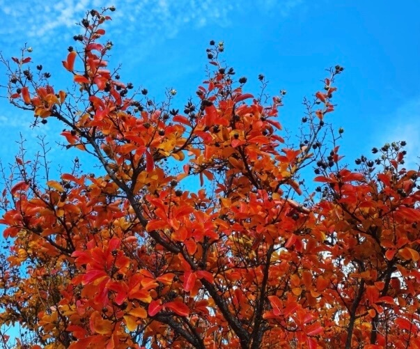 Sharing of health and wellness information Branches of Wellness