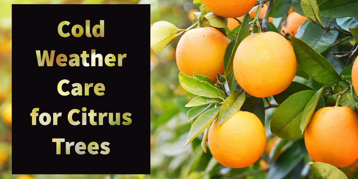 How to Protect Your Trees From Frost Damage Branching Out Tree Service