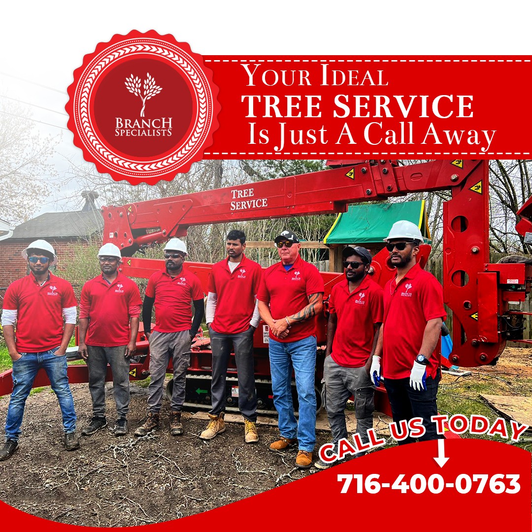 Branch Specialists Tree Service Buffalo NY Tree Care, Cutting