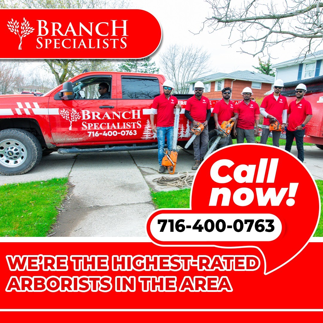 Branch Specialists Tree Service Buffalo NY Tree Care, Cutting