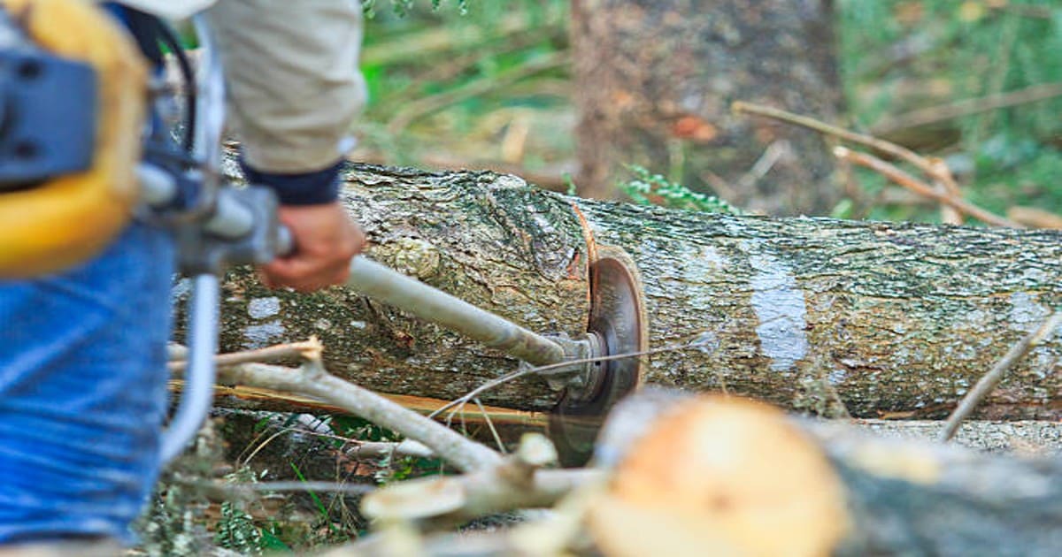 Professional Tree Cutting and Tree Care Services in Buffalo, NY