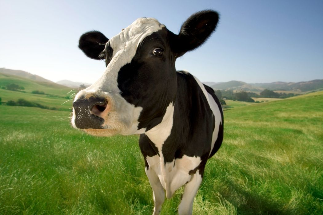 Real California Milk Brandettes