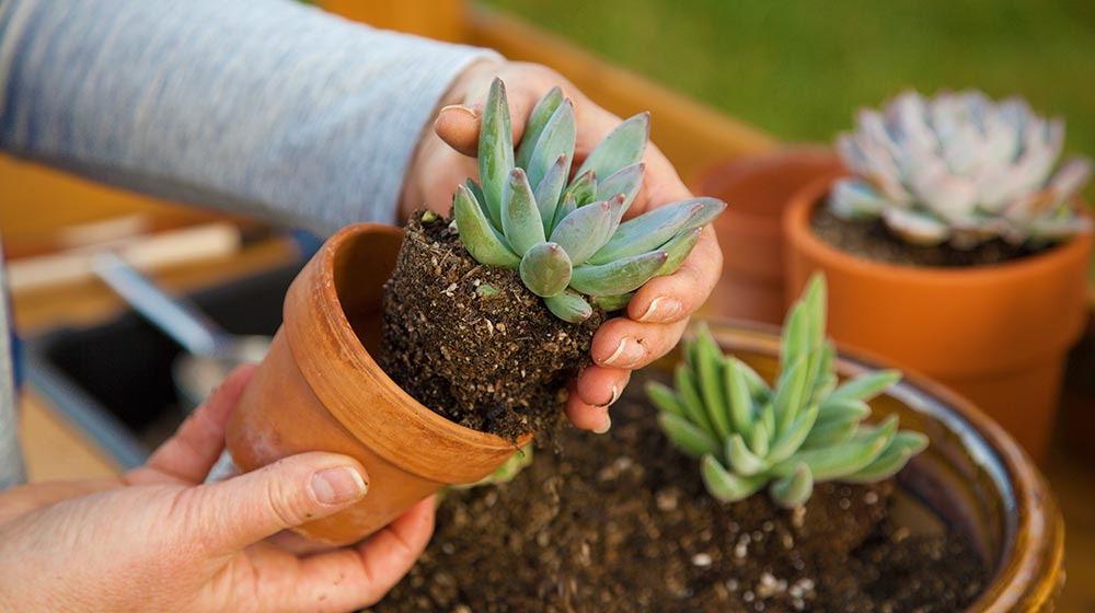 6 Caring Tips and Tricks for Cacti & Succulents BrandFuge
