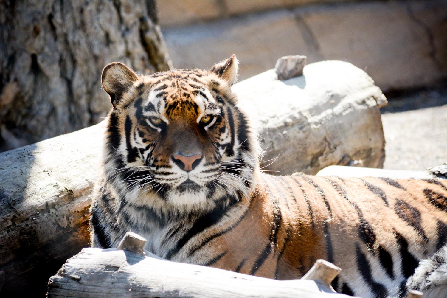 Cat Tails, North Spokane, WA Brandon Mauth