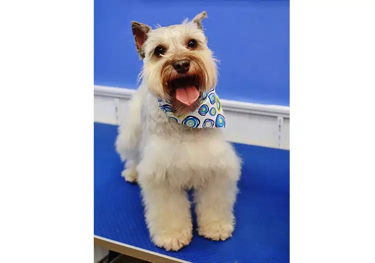 Dog Grooming Brandon, FL Brandon Puppy Palace