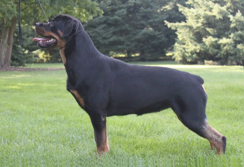 Brandy Hills Rockin Rottweilers Rottweiler Breeders located in