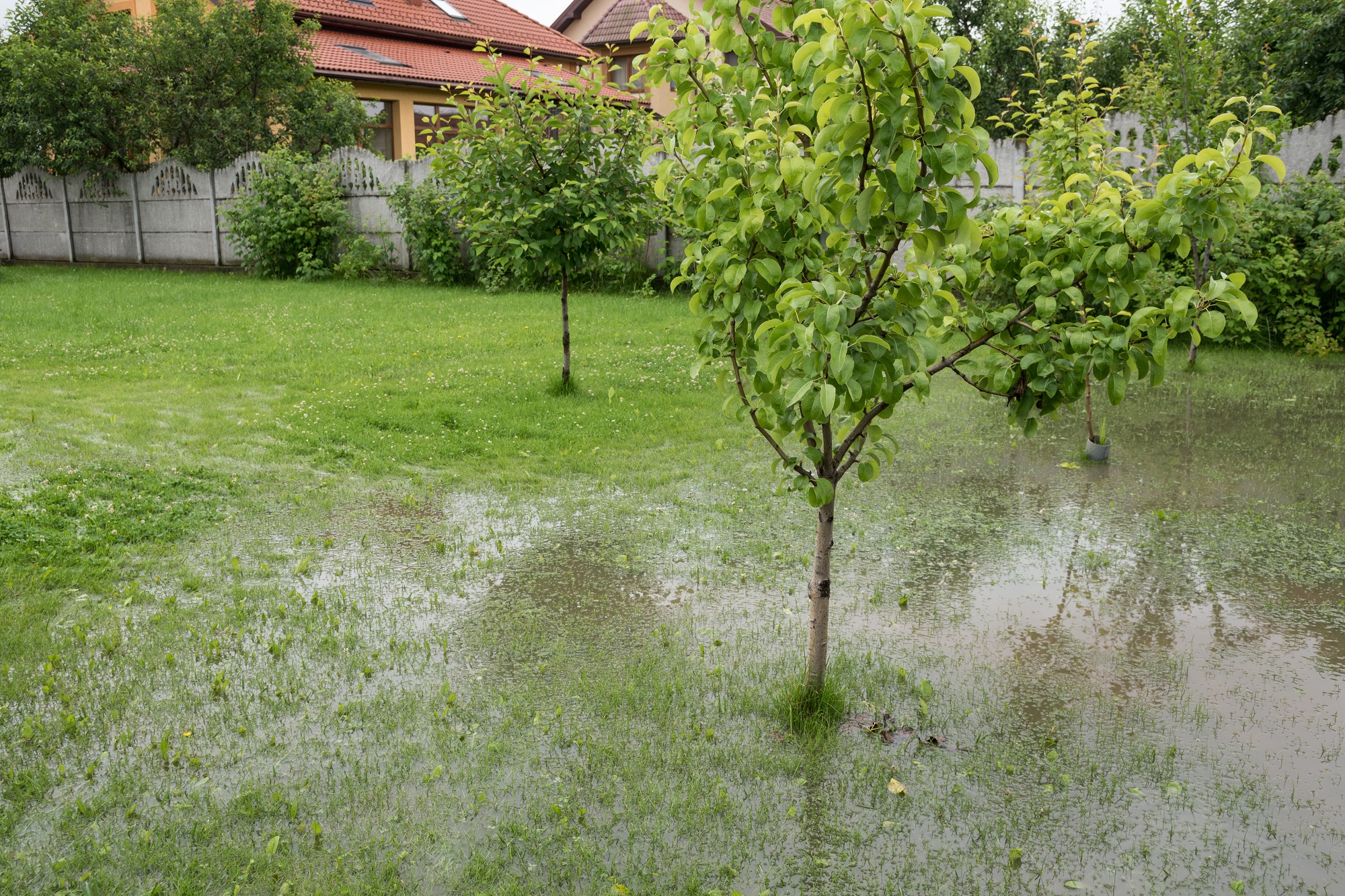 Is Too Much Rain Bad For My Lawn?