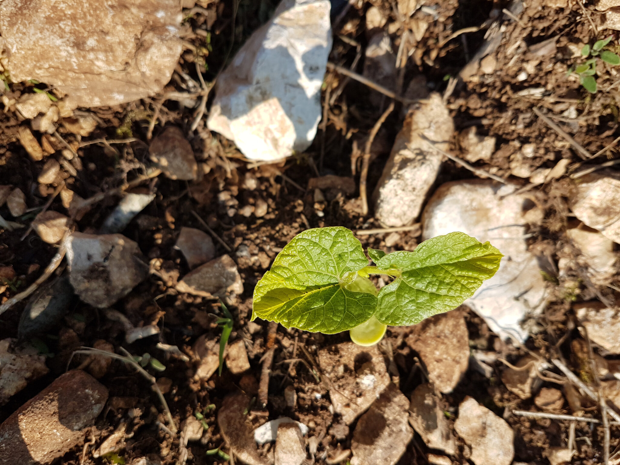 5 Tips For Amending Rocky Soil