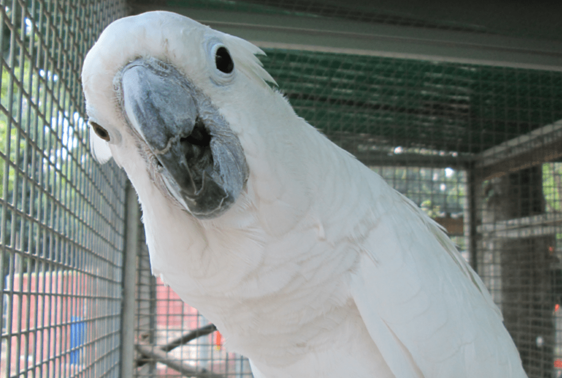 Umbrella Cockatoo Branson's Wild World