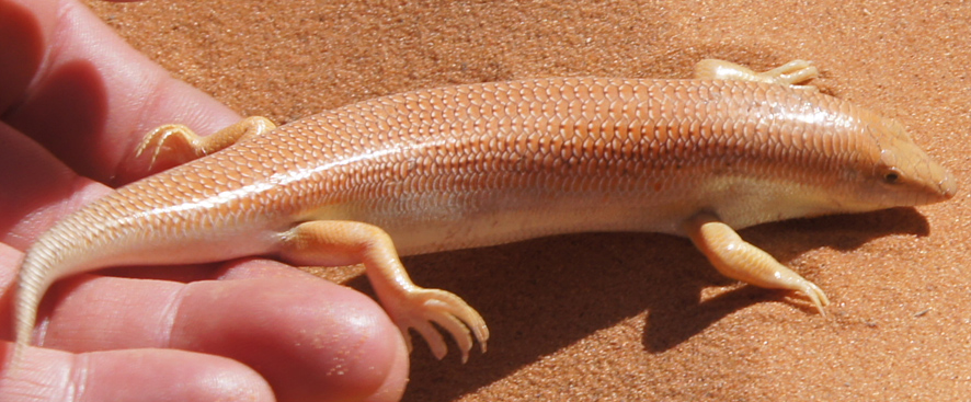 Sand Fish Skink – Branson's Wild World