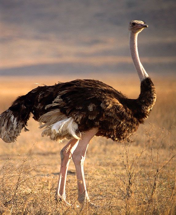 Ostrich Branson's Wild World