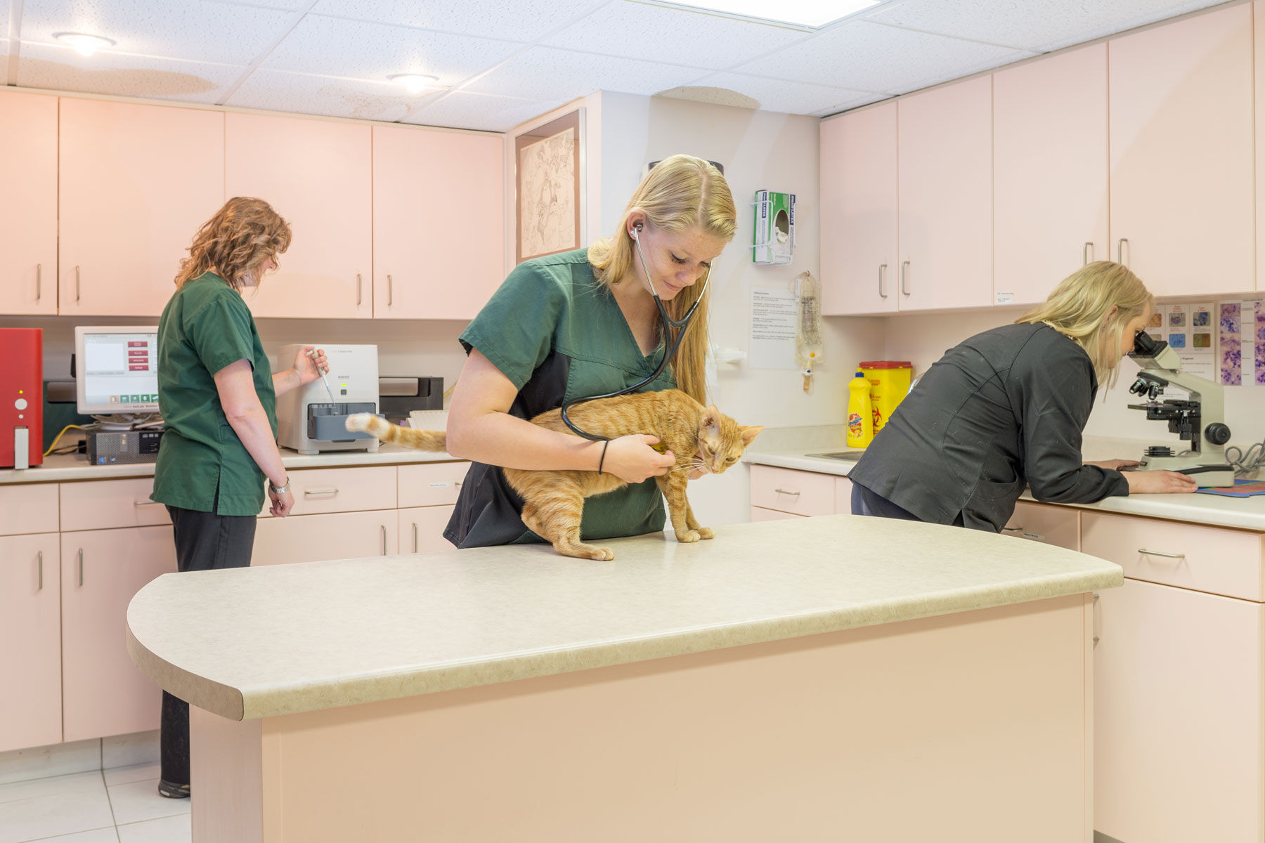 Take A Tour Brantford Veterinary Clinic