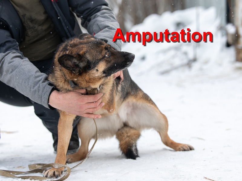 Amputation Emergency Animal Care Braselton