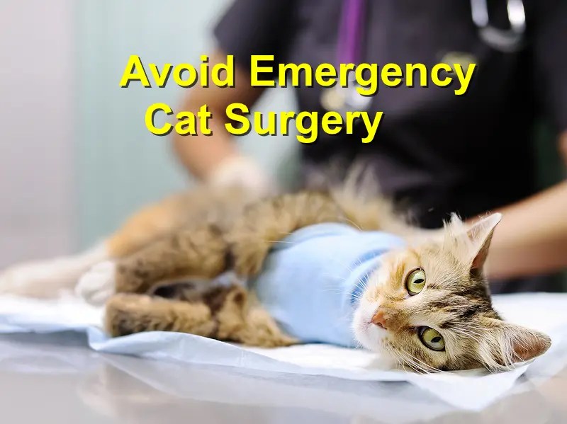Avoid Emergency Cat Surgery Emergency Animal Care Braselton