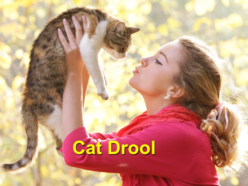 Cat drool Emergency Animal Care Braselton