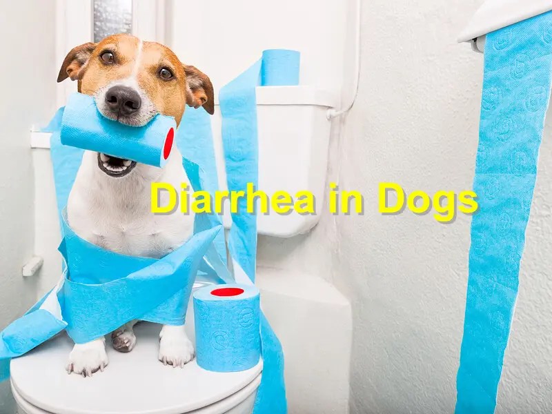 Diarrhea in Dogs Emergency Animal Care Braselton