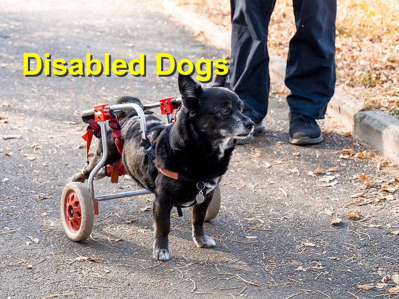 Disabled Dogs Emergency Animal Care Braselton