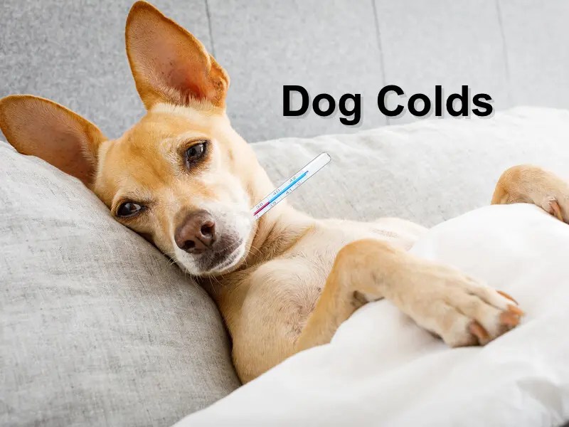 Dog colds Emergency Animal Care Braselton