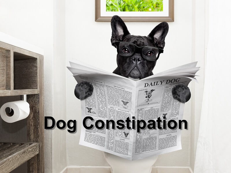 Dog Constipation Emergency Animal Care Braselton