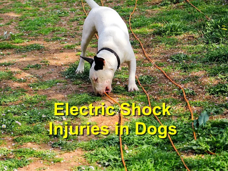 Electric Shock Injuries in Dogs Emergency Animal Care Braselton