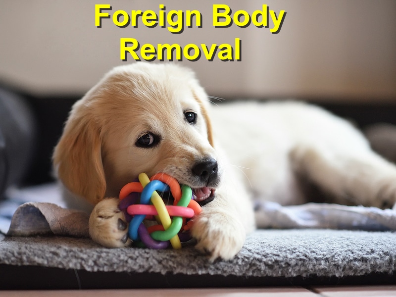 How Much Does It Cost To Remove A Foreign Object From A Dog