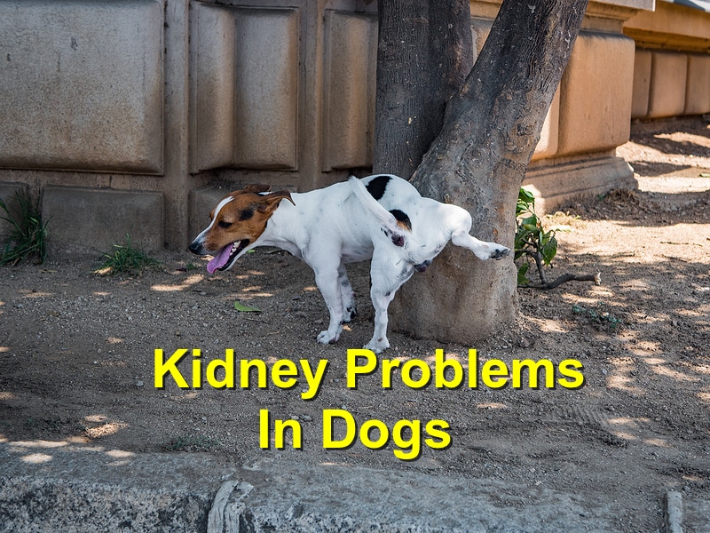 Kidney Problems in Dogs Emergency Animal Care Braselton