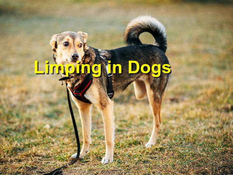 Limping in Dogs Emergency Animal Care Braselton