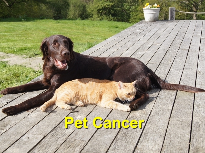 Pet Cancer Emergency Animal Care Braselton