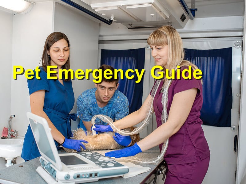 Pet Emergency Guide Emergency Animal Care Braselton