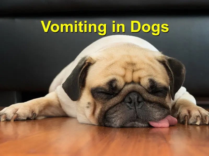 Vomiting Dogs Emergency Animal Care Braselton