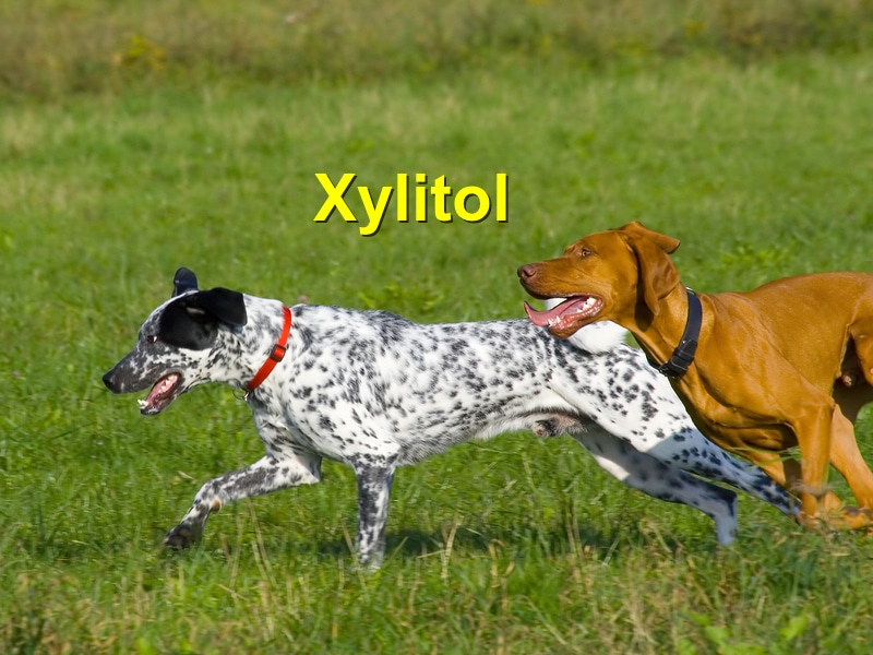 Xylitol Emergency Animal Care Braselton