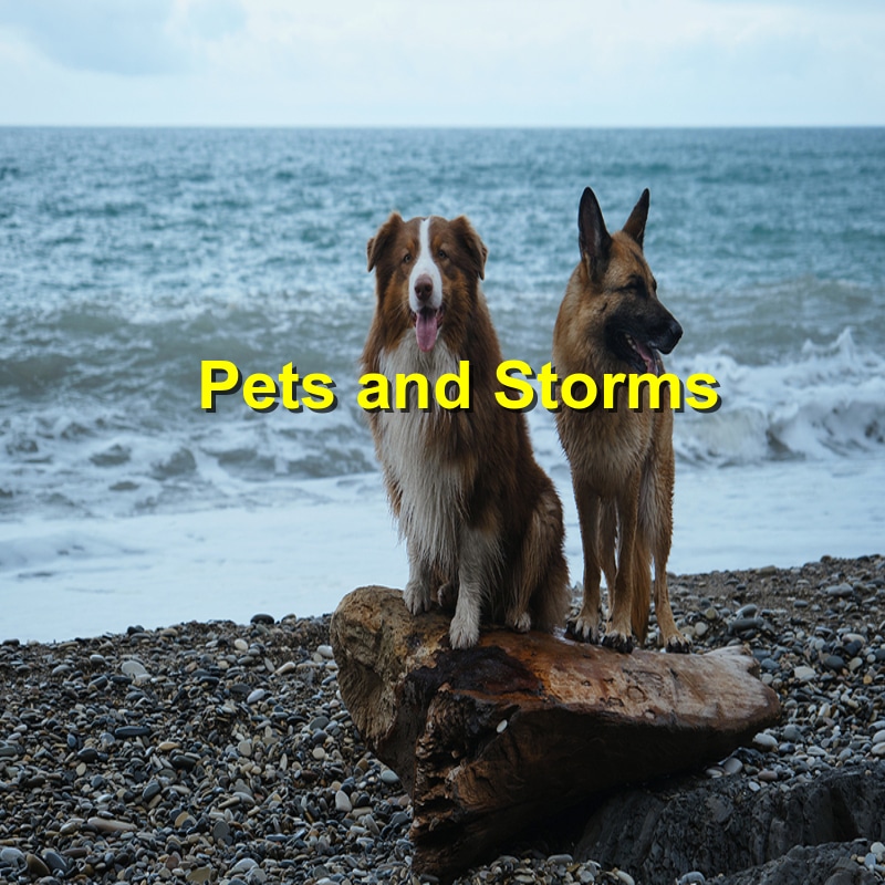 Weathering the Storm How to Care for Your Pet After a Storm
