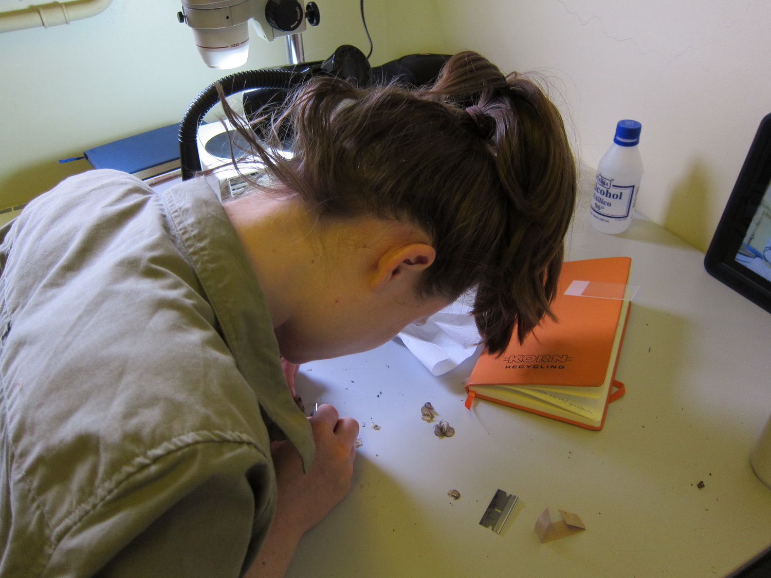 Cabralea canjerana Tübinger BrasilienExkursion