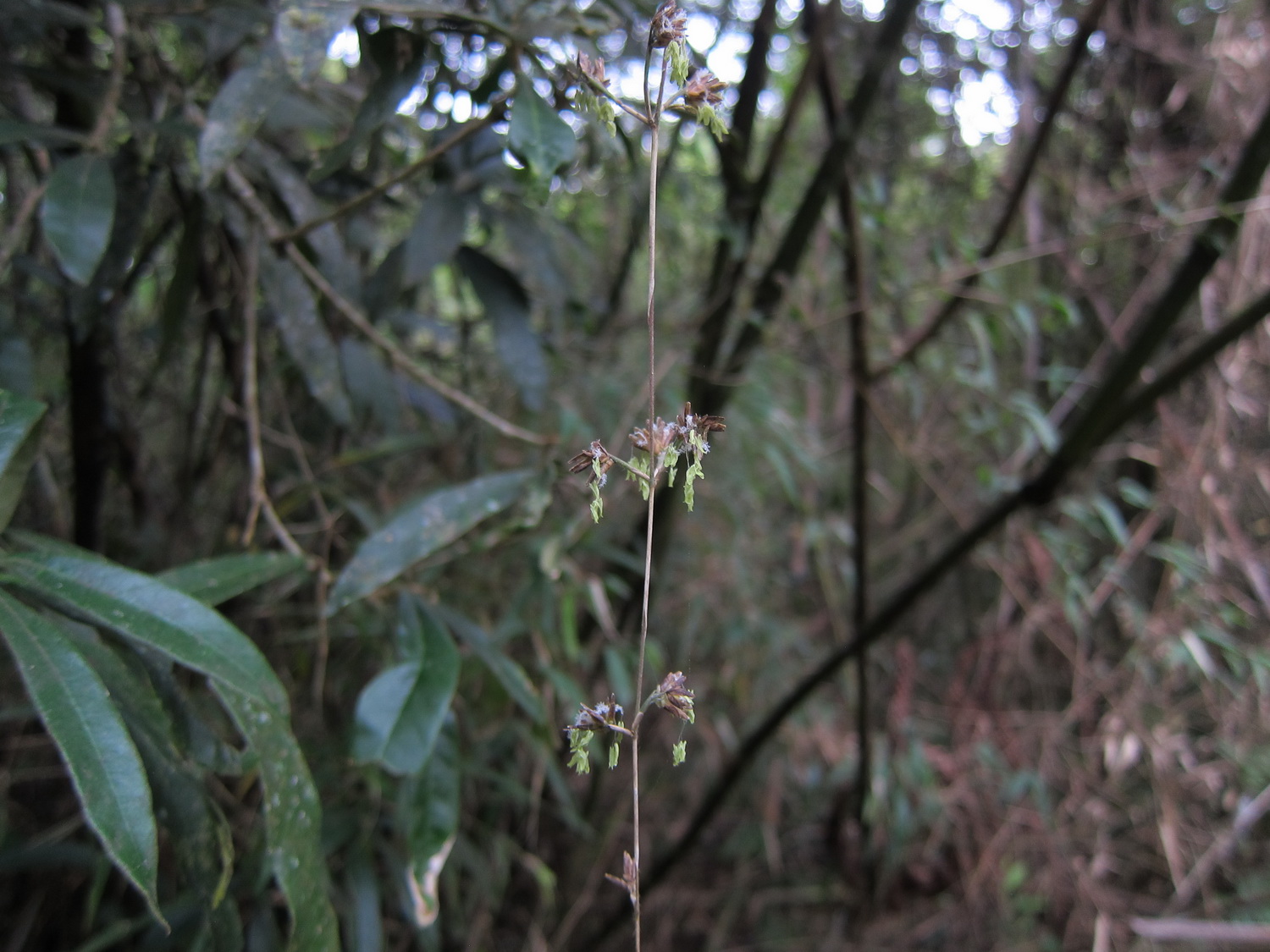 Cabralea canjerana Tübinger BrasilienExkursion