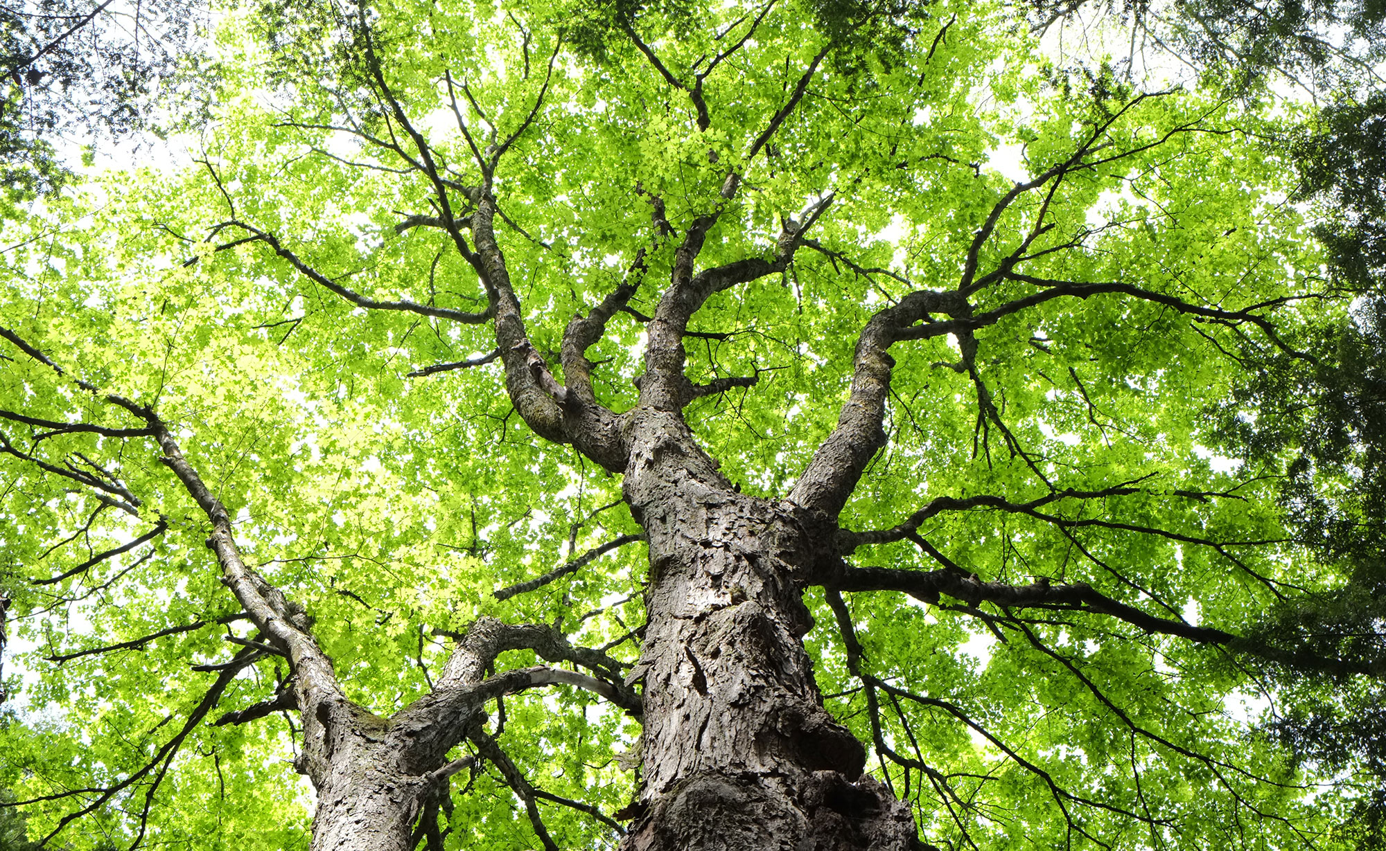 How To Donate A Tree