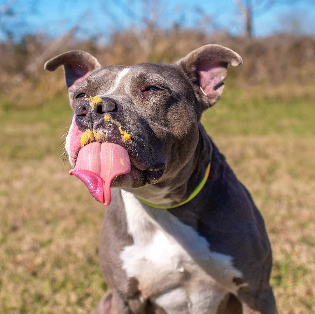 Adopt Brave Bully Rescue