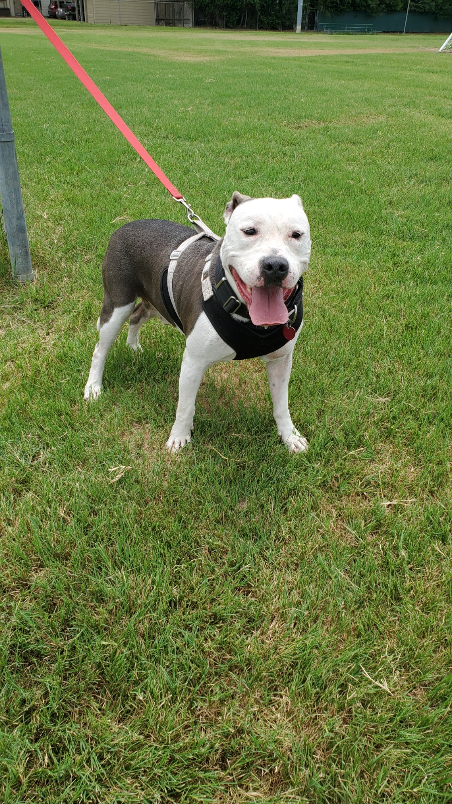 Adopt Out of State Brave Bully Rescue