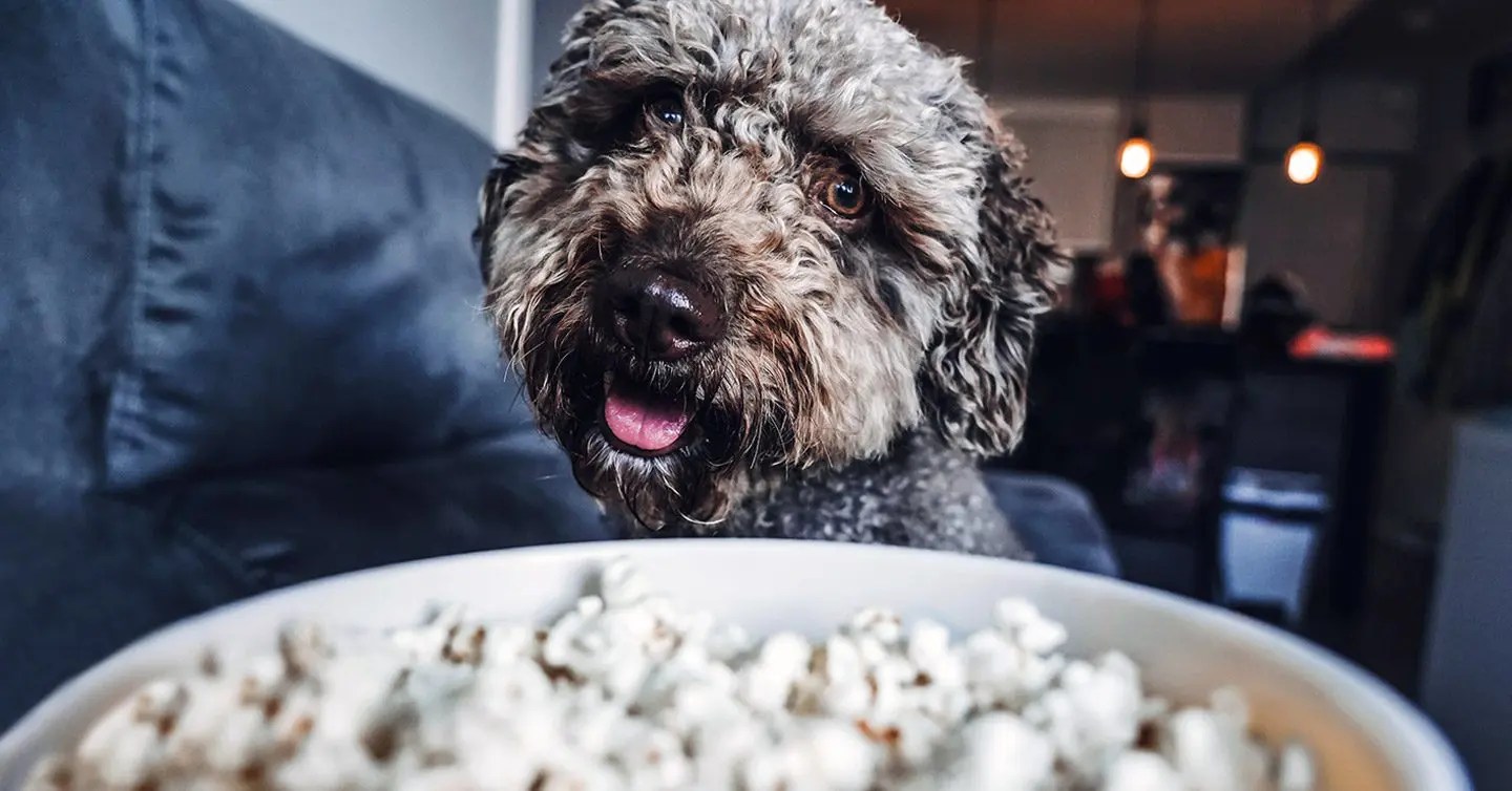 Is Popcorn Good for Dogs? Brave Pup