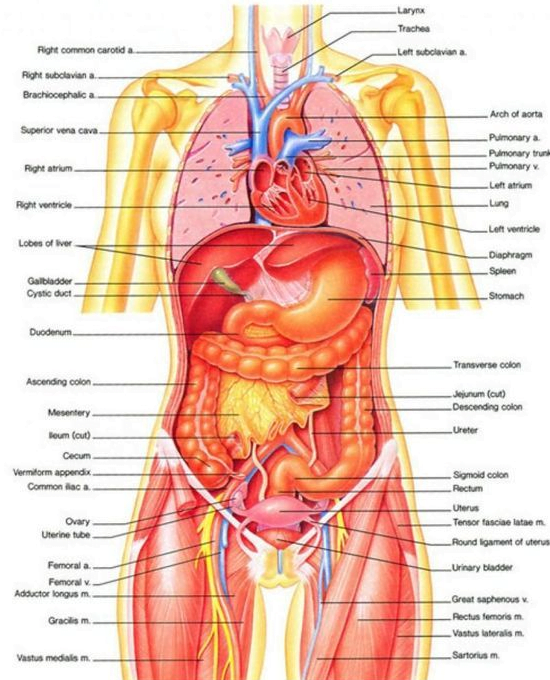 Body Parts That Start with "D" Bravotech