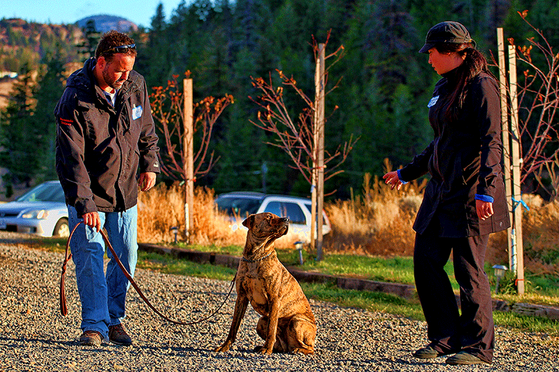 Training Brazilian Dog Guru Facility
