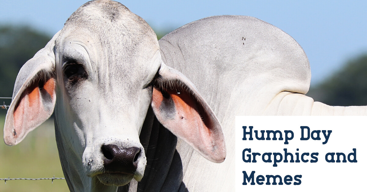 Hump Day Graphics and Memes B.R. Cutrer, Inc.