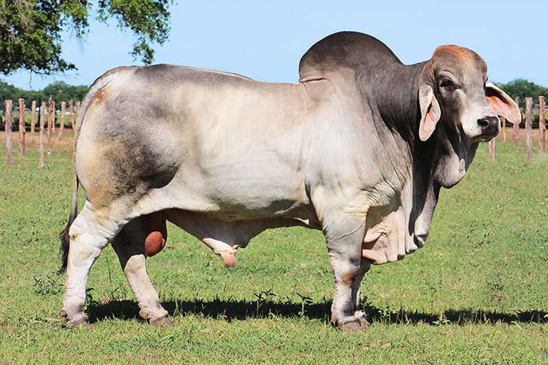 Best Brahman Bloodlines B.R. Cutrer, Inc.