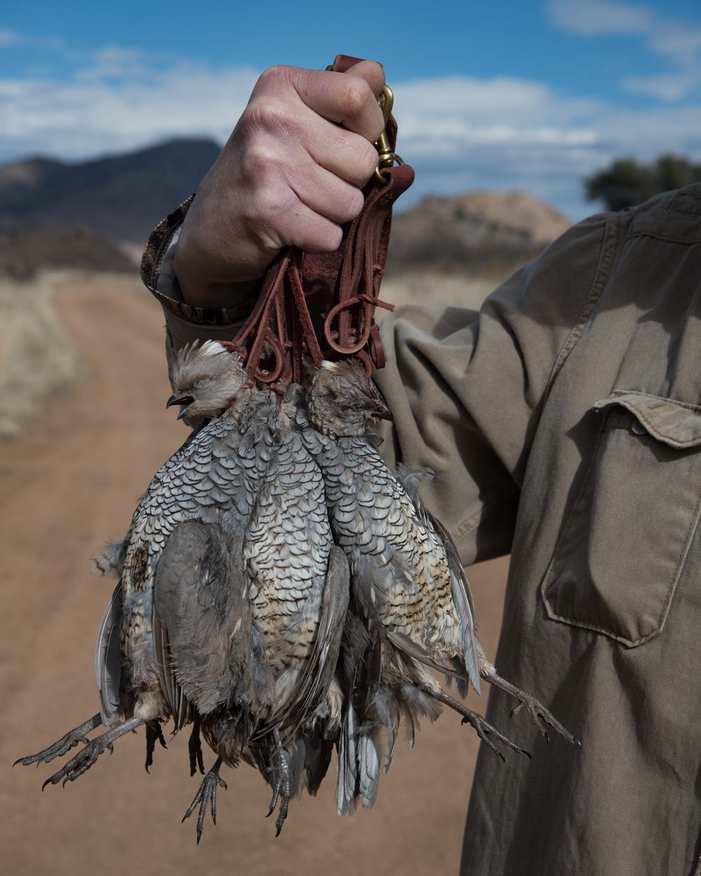 West Texas Quail Birdhunter