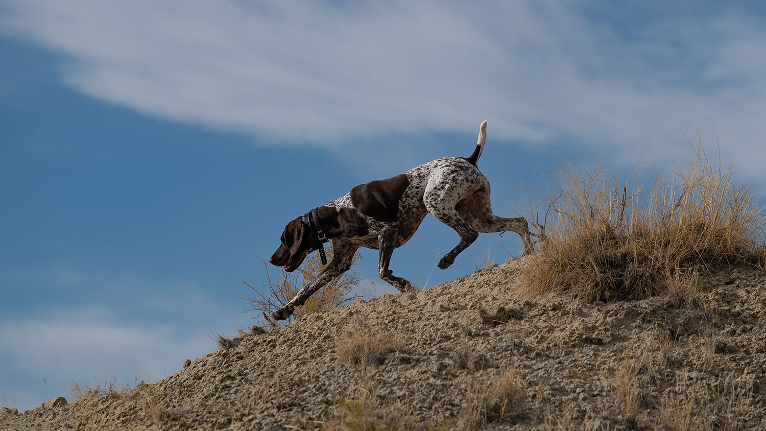 Public Land Hunting Oct ’22 Birdhunter