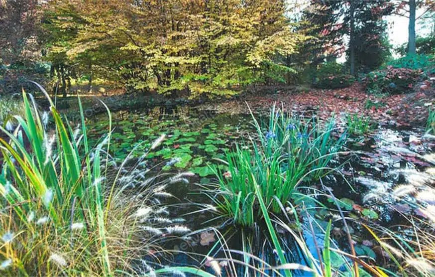 Pond Service Denver Colorado BR&D Landscape Inc