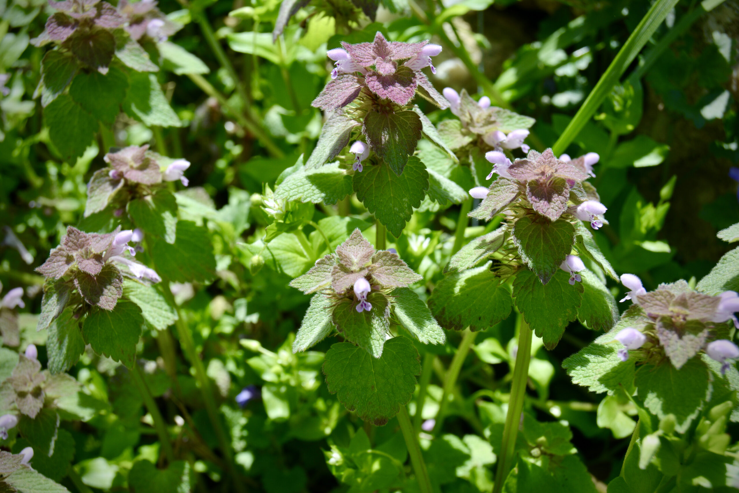 Purple Dead Nettle Salve Bread & Rosewater