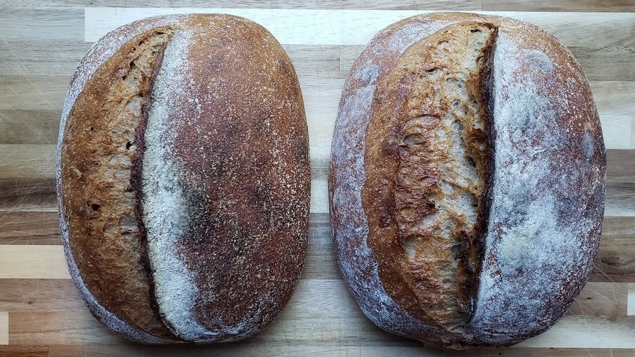 Yecora Rojo Sourdough Breads (No Knead Version too) Breadtopia