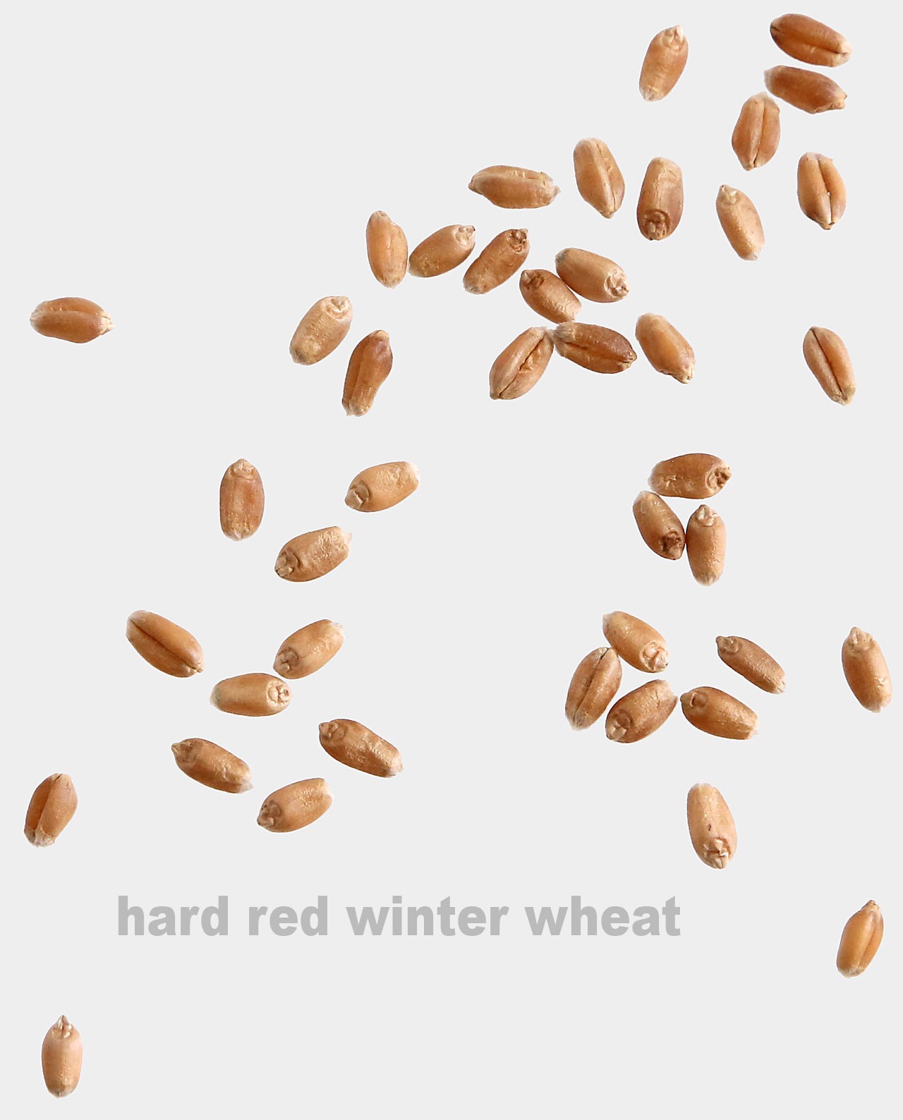 Hard Red Winter Wheat Berries Breadtopia
